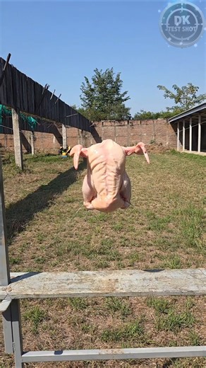 5.56 Damage Test: Massive Wound Channel ​#556NATO #BallisticTest #GunsDaily