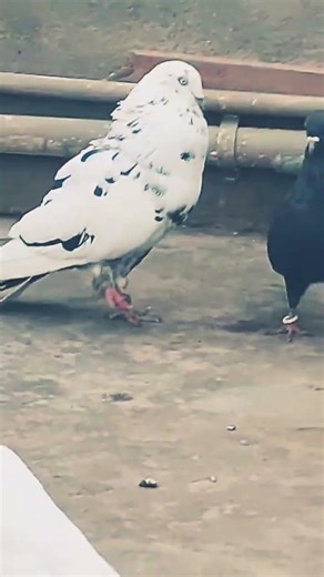 pigeon lover 🐦🥰🐦🐦