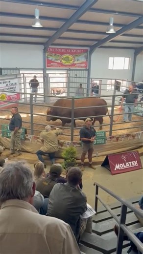 Bonsmara Sale $$$ #farming #strongbull #agriculture #bonsmara