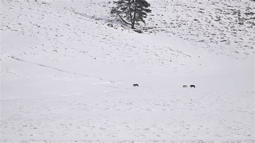 Yellowstone Forever on Instagram: "There is nothing like watching wolves in the wild. Our tour group spent about 10 minutes listening to this pack howling before they headed up to the treeline and out of view. - in Hayden Valley 🐺 With your help, Yellowstone Forever has supported wolf research and monitoring since wolves were reintroduced in Yellowstone in 1995 and 1996. Learn more at yellowstone.org/wolf-project or through the link in our profile. 🎥: YF / Alyssa McGeeley"