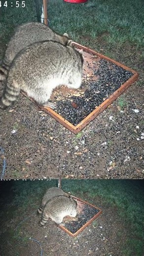 Critter CamTV: Cozy Morning Raccoons