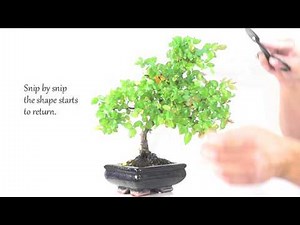 Indoor Bonsai Care - Chinese Sweet Plum Bonsai Pruning