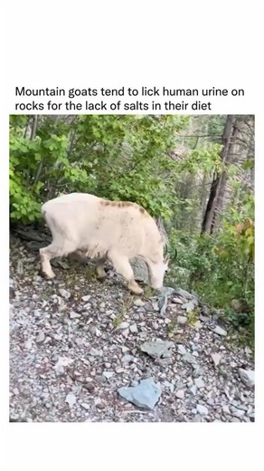 1K views | Mountain goats are known to lick human urine, especially...