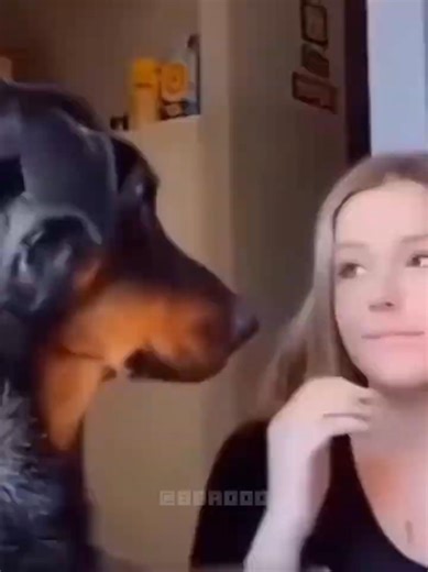 Animal Memes YTP