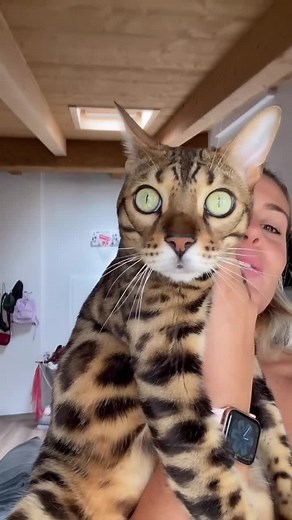 Adorable Bengal Cat Playing with Water - Zenzero the Watercat