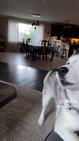 Husky Poodle Mix - Funny Dog Videos Compilation