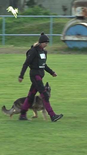 II. VPT Caravan Kupa 2022: Aylin von Starker Wille B Run 96 Points #igp #dog #germanshepherd #obedience #dogsport #workingdog