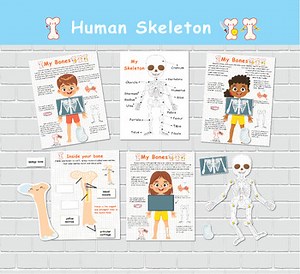 Human Skeleton Anatomy Activity, Printable Skeletal System, Bone Anatomy
