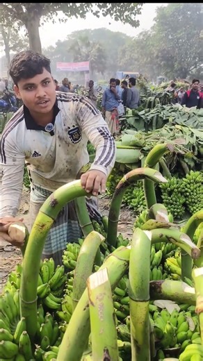 কলা ব্যবসায়ীদের সিগনেচার! চেনার সহজ উপায়। 👌 #farmingreels #farming