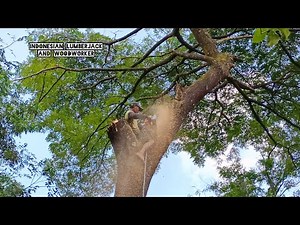 Dangerous Tree cutting !! Husqvarna 3120xp chainsaw.