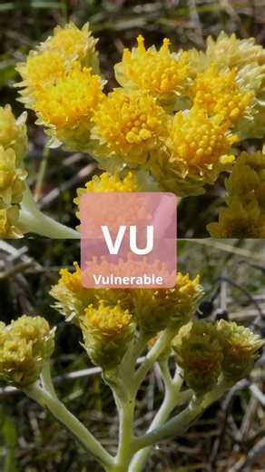 Which Everlasting? #species #flowers #plants #sweden #biology #nature