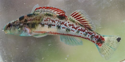 National conservation group joining fight against proposed data center