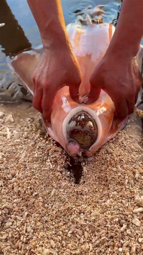 Finding a Huge Sea Cucumber Inside a Squid! 🦑🥒