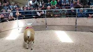 2.6K views · 78 reactions | Champion texel | Bentham Auction Mart | Facebook
