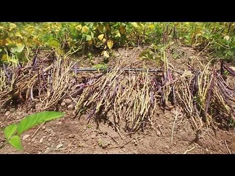 Harvesting and drying the bean crop