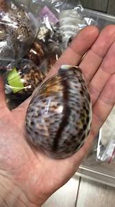 Red sea shells Rare specimen of Cypraea tigris tigris f. catulus Family: Cypraeidae Author: Schilder, 1924 Size: 90.6 mm Location: Yemen, Red Sea Info: Special light purple color with a blue tint. Rusty stain on top of back / GEM / This specimen was found in 1980 🤗 Follow my Instagram: @ p.k.shells #collection #collector #seashell #rare #RedSea | Ionets Pasha