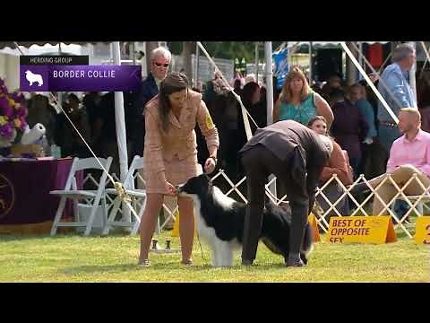 Border Collies | Breed Judging 2022
