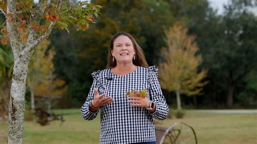 7.9K views · 122 reactions | Why do leaves change color in the fall? LSU AgCenter horticulturist Heather Kirk-Ballard explains the fall process that makes normally green leaves turn to brilliant colors of gold, orange, maroon, red and yellow. | LSU AgCenter | Facebook