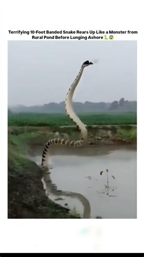 rarely 10 foot banded python catch the flying bird #viral real #collapse of world #ballpython