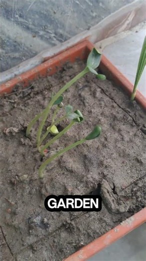 Day 2 of growing melon in my balcony #challenge #vegetablegardening #shorts #The_melon_grower