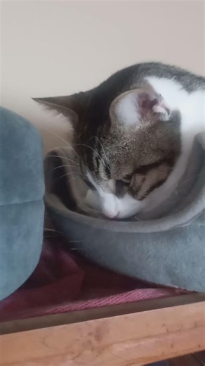 Sparky's sleepy time serenade.