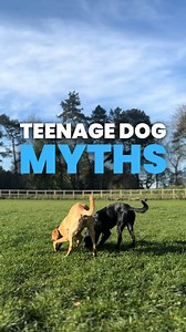 There are plenty of teenage dog myths out there. Adolescent dogs are often misunderstood! So here are a few things to remember: 🔹Neutering won’t magically ‘fix’ adolescence – sometimes it even makes behaviour worse! 🔹Adolescence doesn’t end at 18 months – most dogs are still teens for much longer. 🔹Reactivity isn’t your fault – I really hate this narrative!! 🔹Humping isn’t always sexual – it can be but it can also be stress, excitement, or even pain. 🔹They’re not being stubborn – do they un