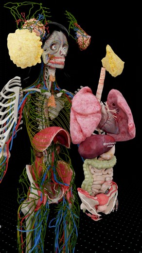 89K views · 1K reactions | Inside Her Body The Engine of Life  . ....