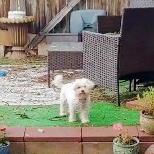 You might recall meeting Murdock, our eight-year-old Bichon Frise in the past. For the past couple of months, he has been living in a wonderful foster home and thriving! He has learned so many “real dog” skills. His foster family sent us these notes: “He's such a sweet boy. He’s always happy and wagging his tail. He loves my dogs, big and small. He is food motivated, but still is not sure of me. He loves to be near me but won't let me touch him. I see a little progress every day, just taking thi