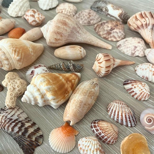 Authentic Florida Natural Seashell Collection - Beach Decor/craft Supplies - Etsy