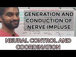 Generation and conduction of nerve impulse