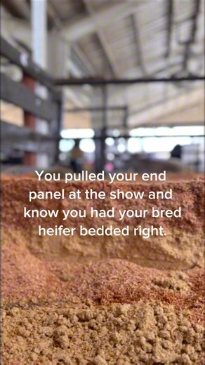 71K views · 242 reactions | Most people don’t bed their cattle deeply enough at a show. If you want to keep them sound, comfortable, and moving well, you HAVE to keep the bedding under them. We call them shavings, you call them chips, either way, keep pushing them up under the cattle constantly at the show. Do you call them shavings or chips? | Show Smart | Facebook