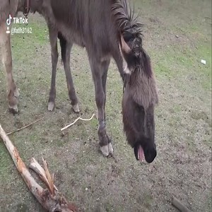 22K views · 56 reactions | Animal Planet Amazing on Reels | Facebook
