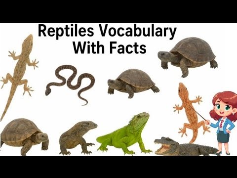 Reptiles Vocabulary With Facts🐍🐊 | Learn Reptiles for Kids | Happy Smart Tots