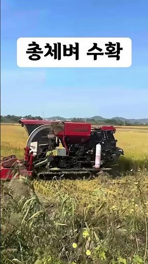 총체벼 수확하기 #harvest #combine #농기계 #청년부