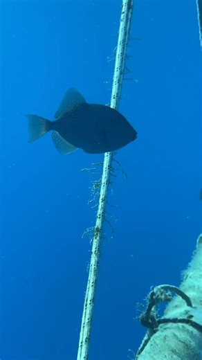 Neofytos Vlasiou on Reels