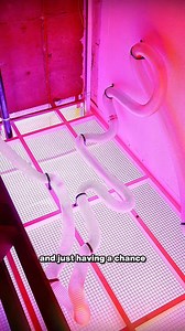 15K views · 16 reactions | THIS COLLECTIVE ARE OPENING THE FIRST...