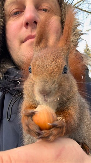 Alexander, Lord of Squirrels on Instagram: "The second squirrel has to wait its turn. #squirrel #feeding #friendly #fluffy #redsquirrel"