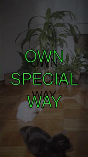 The Secret Language of Cats Did you know cats almost never meow at other cats They save...