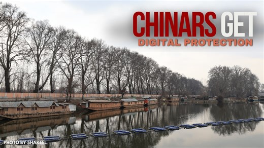 Kashmir’s majestic chinars get digital identity #Kashmir #chinar #heritage #oldisgold #trees #Conservation #forestry | Daily Excelsior