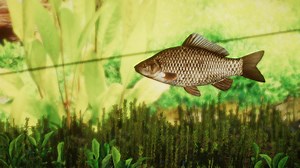 Crucian Carp - New Species (1.13)