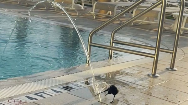 Bath time! Adorable bird loves playing with swimming pool fountain
