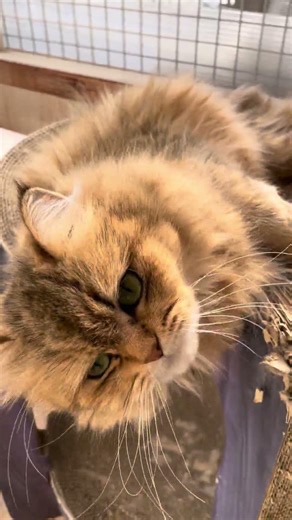 morning day1080 sanko-san #136