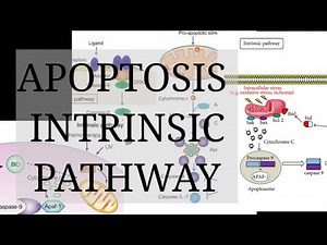 Apoptosis intrinsic pathway explained