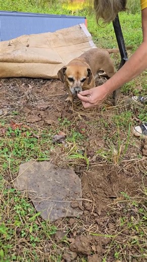 9.8K views · 349 reactions | Minion goes fishing with Jen #narrowayhomestead #theoneandonlyminion #pond #boating #farmdog #fishing | Oneandonlyminion | Facebook