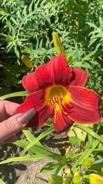 Red Daylily: Tiny Botany Lesson- Parts of the Flower