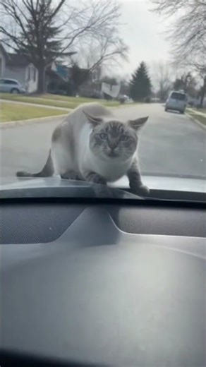 Driver makes Cute Siamese Cat Angry!