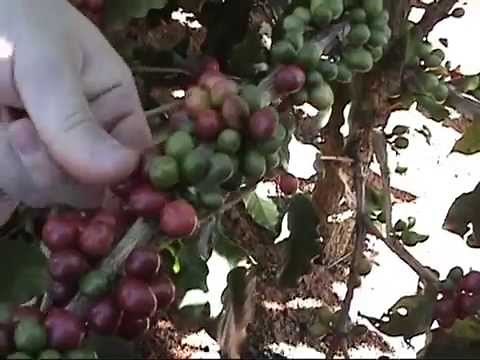 Coffee picking