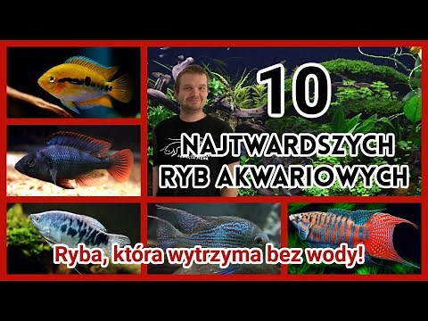 10 Mega Łatwych Ryb Akwariowych 🐠 Lista Ryb dla Amatorów Akwarystycznych