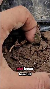 Tips for Eliminating Large Caterpillars in Planting Beds to Keep Plants Healthy and Productive