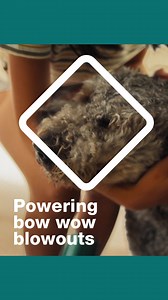137K views | We love a good canine glow up and we're proud to have safely, reliably, and efficiently powered them for 150 years. | Puget Sound Energy | Facebook